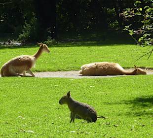 Vikunja & Pampashase