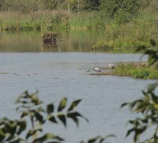 Impression vom Aussichtsturm Moorochse