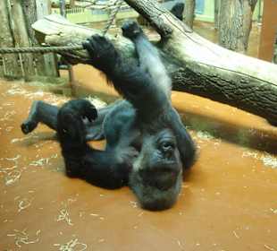 King Kong