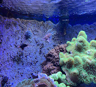 Aquazoo Löbbecke Museum Düsseldorf