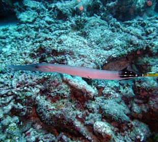 Tauchplatz "Bodu Gah"