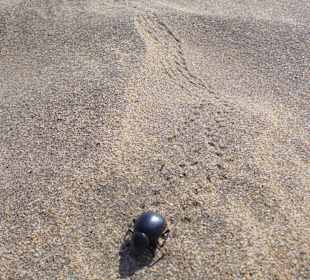 Dünen von Maspalomas