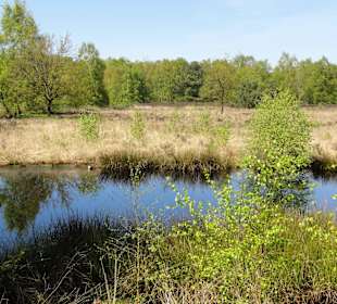 Rundgang durch das Hochmoor des Museums