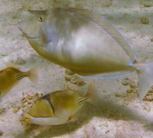 Kurznasen Dr. und Picasso Drücker