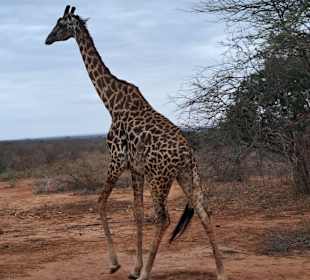 Tsavo
