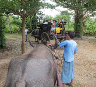 Unterwegs mit den Wasserbüffelkarren
