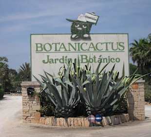 Botanicactus