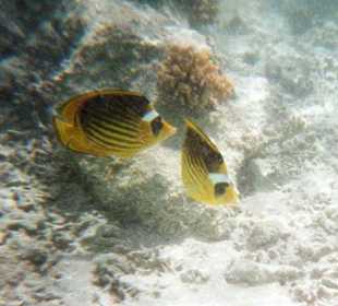 Wie im Aqurium