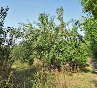 In der Streuobstwiese des Arboretum Wildeshausen