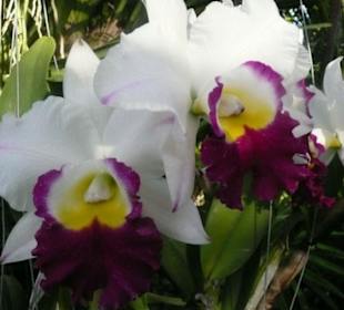 Frama orchidei