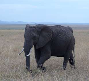 Elefant (Big Five)
