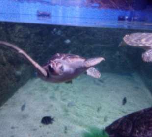 Grand Aquarium