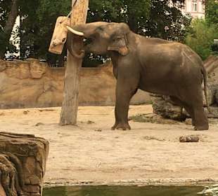 Elefant