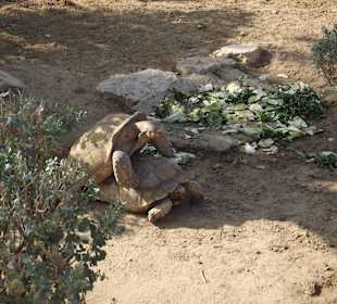 Seks w Terguia park....