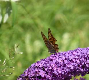 Wolfsklamm - Wegesrand, Schmetterling