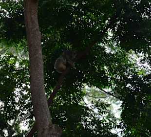 Feather Dale Wildlife Park