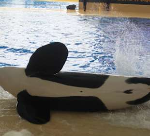 Orca Show