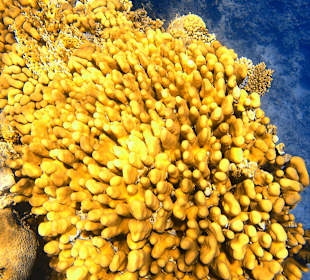 Schnorcheln El Gouna 