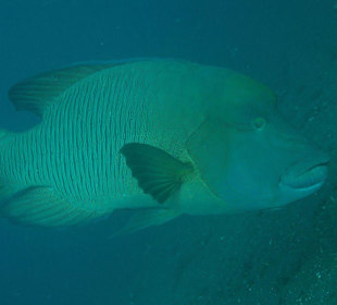 Den trifft man auch hin und wieder hier
