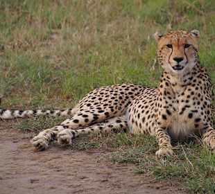 Cheater in Masai Mara