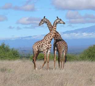 Safari in Tsavo