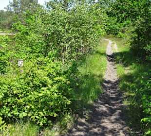 Reitweg in den Küstenheiden