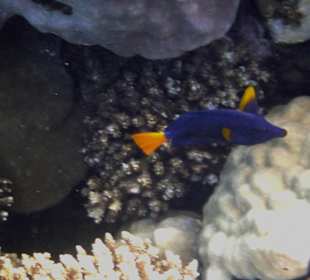 Fisch am Tulip Resort