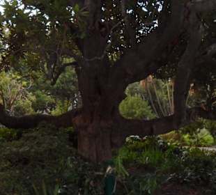 Eindrucksvoller Baum