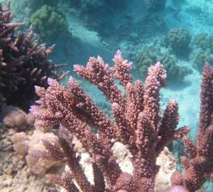 Tolle Korallen