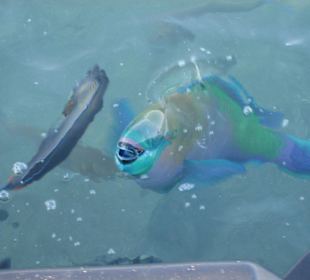 Einfach Atemberaubend