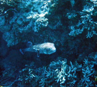 Ein Kugelfisch auf unserem Schnorchelausflug