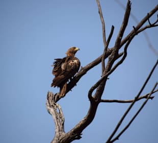 Honigbussard