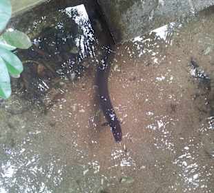 Ausflug mit Mario von Edelweiss Tours