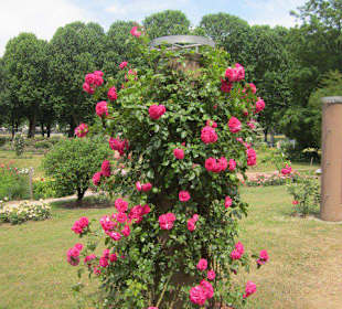 Rosengarten Zweibrücken