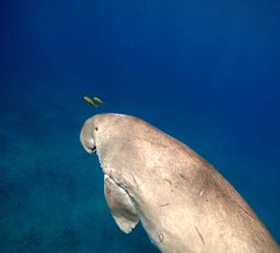 Schnorcheln Marsa Alam