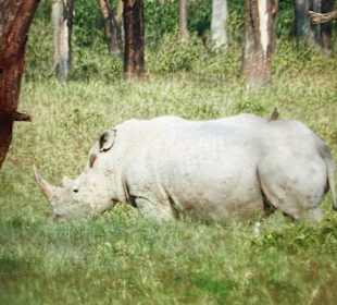 Lake Nakuru Holger & Mone