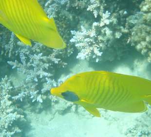 Einige Schnorchel Bilder am Strand