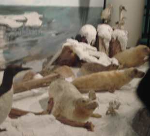 Muzeum figur zwierząt 