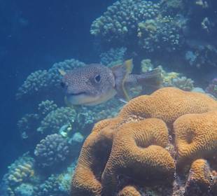 Schnorcheln Abu Dabbab