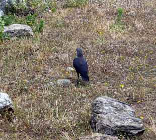 Tierische Begegnungen