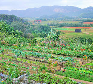 Beim Biobauernhof im Vinales Tal