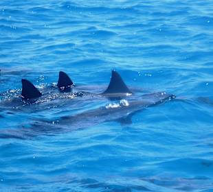 Satayh Delphin Schnorchel Tour