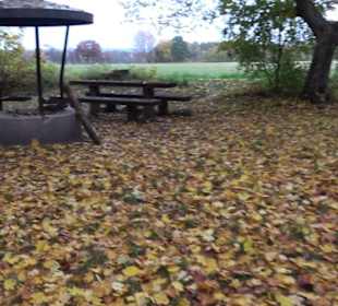 Naturdenkmal Mammutbaum