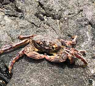 Wandern Puerto de la Cruz