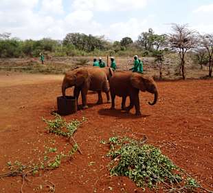 Auf dem Gelände des Elefantenwaisenhauses