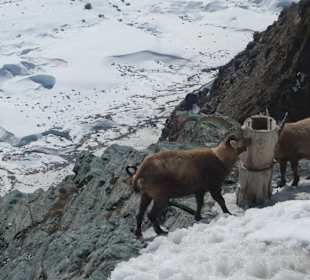 Gletscher und Steinböcke am Gornergrat