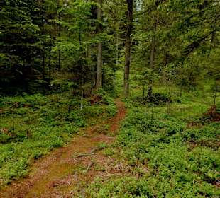 Mitten durch den Wald