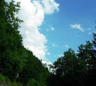 Blick mal in die Bäume gerichtet bei Abfahrt