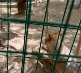 Tierquälerei! Tierquälerei! 