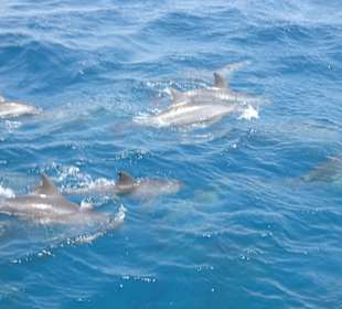 Die Delfine die um unser Boot schwammen